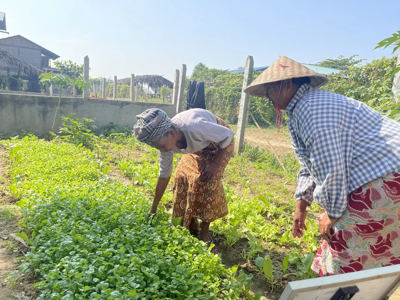Two women work in a field in Myanmar.
