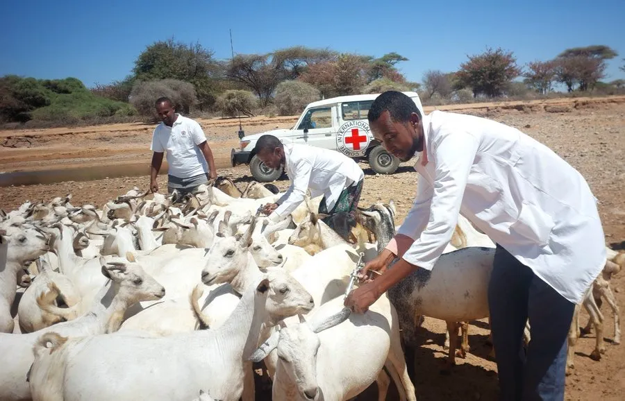 Ethiopia, 2025. Hundreds of thousands of livestock are vaccinated with our support. Maintaining healthy and productive livestock safeguards livelihoods and food security of pastoral communities. ICRC
