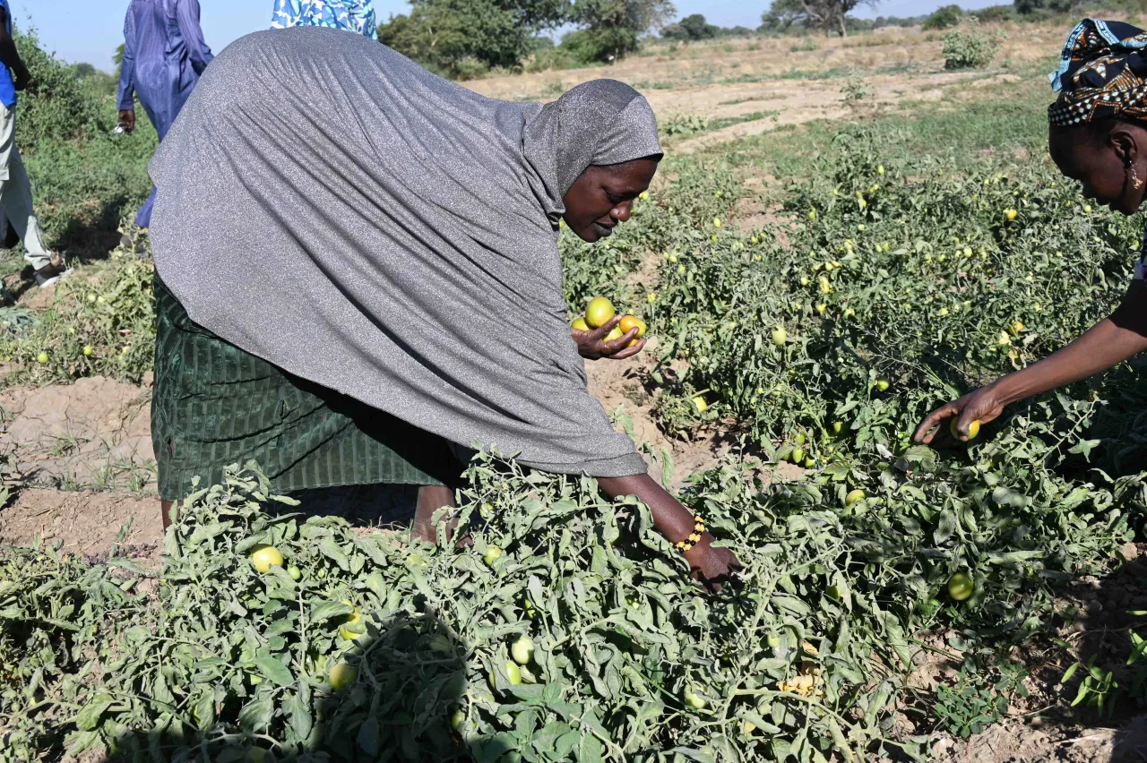 Photo d'une femme qui récolte des tomates. Franck Djigui/CICR