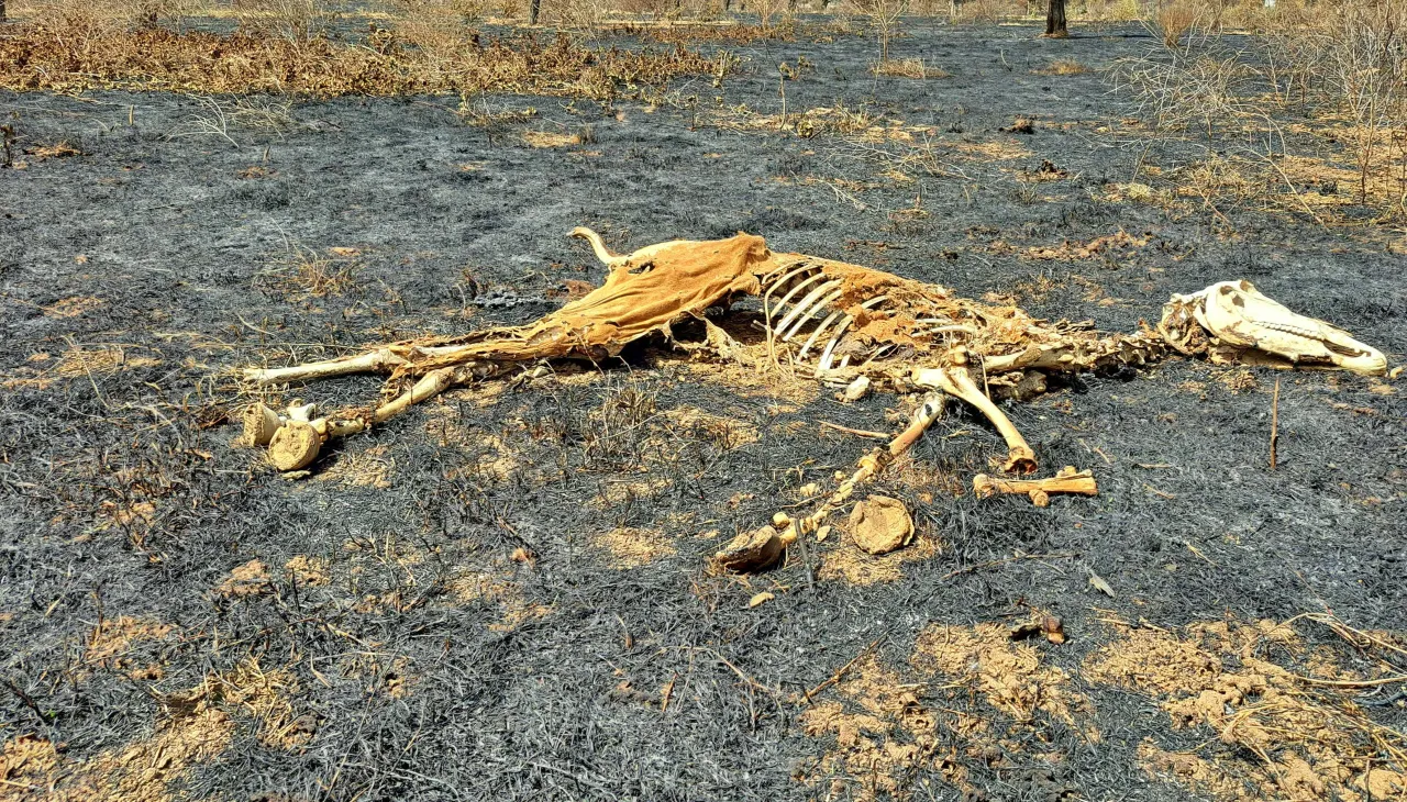 Carcasse d'un cheval