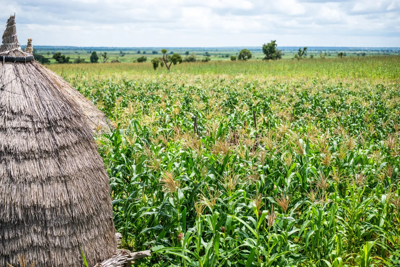 Le champ de maïs de Oumarou Sido borde sa maison