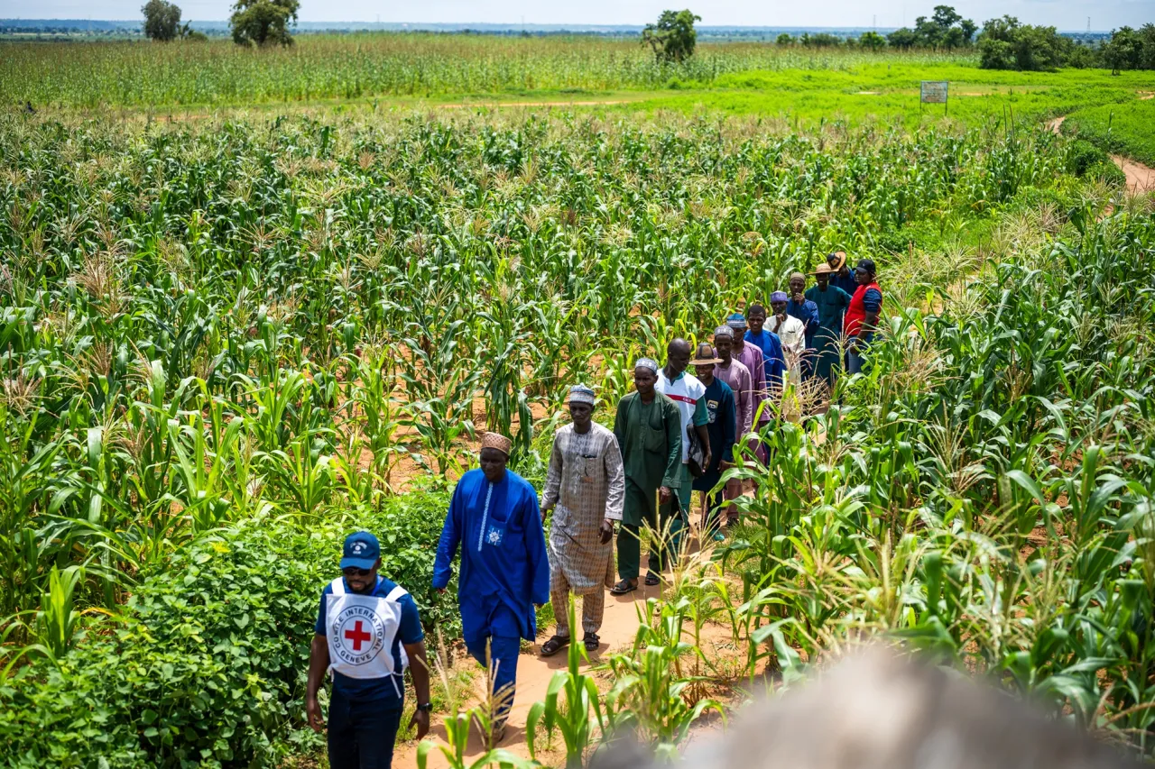 les agriculteurs du village de de Dèguè-Dèguè  accompagnés de Abdoul-Tawab Moutarou, chargé de programmes de la sécurité économique du CICR au Bénin, se rendent sur les plantations de maïs pour évaluer leur maturité. 