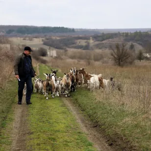 Anatolii with his livestock.