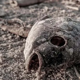 مسابقة التغير المناخي (2022) - الصورة 08