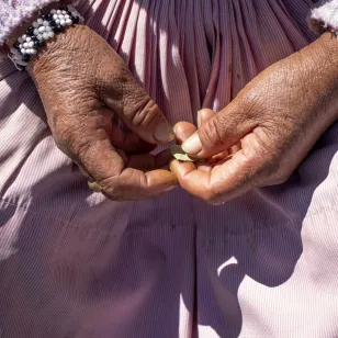 Manos con hoja de coca.