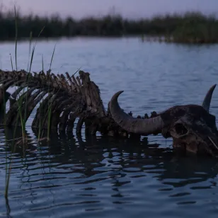 ICRC-IRCS Photo Contest: Audience Vote