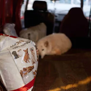 A bag of dog food sits inside a van, while a dog stands further inside the vehicle, in a displacement setting in Lebanon.