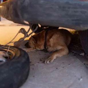 A dog lies beneath a parked vehicle, partially hidden in the shade near a loose tire and scattered tools, in a displacement setting in Lebanon.
