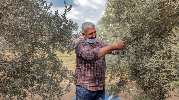 Climate Change Hits Gaza’s Green Gold