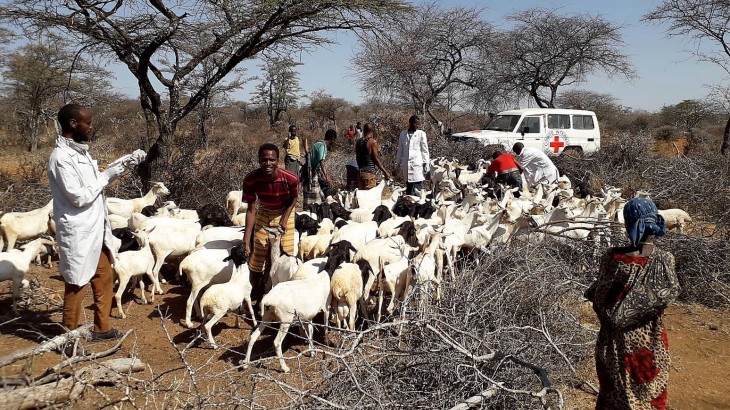 Ethiopia: Nearly 500,000 animals vaccinated in support of violence-affected communities