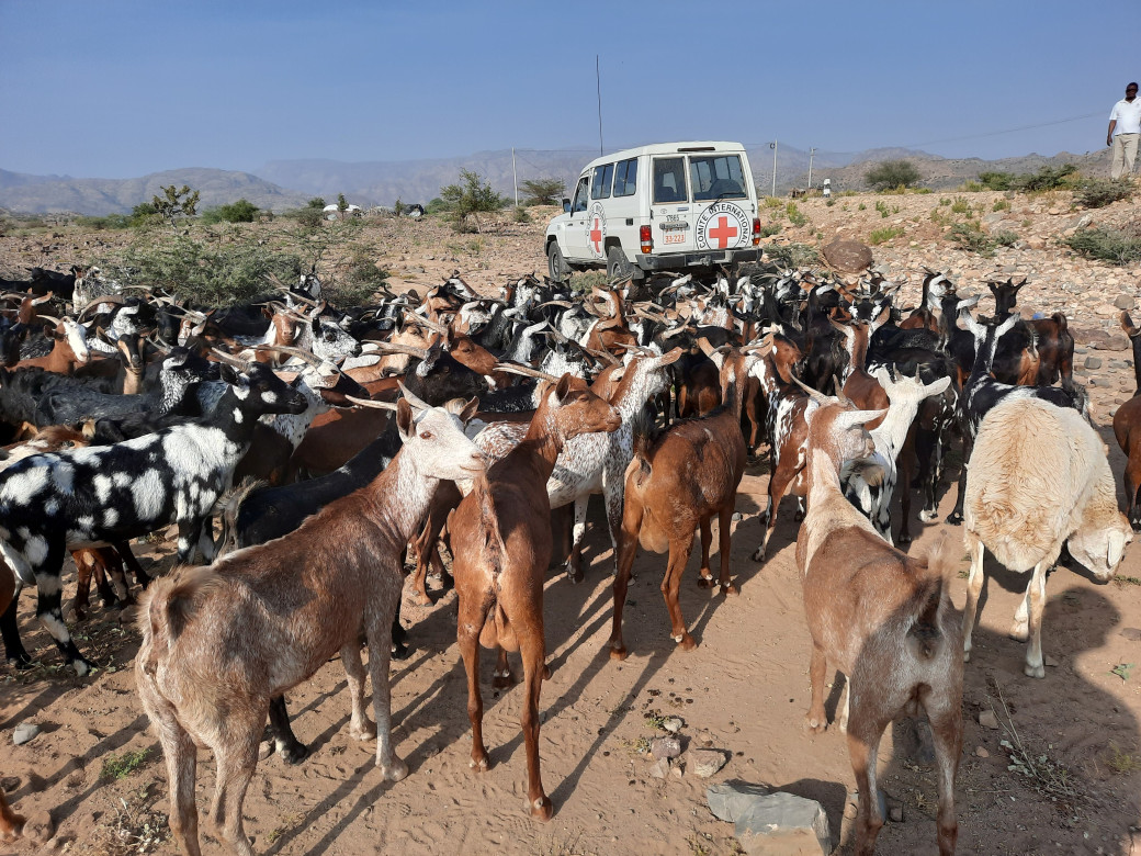 Livestock in Afar region in Ethiopia