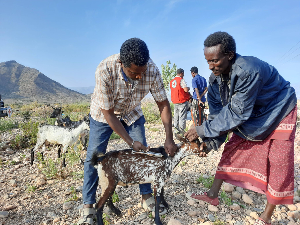 Livestock vaccinations deeply helps people affected by conflicts