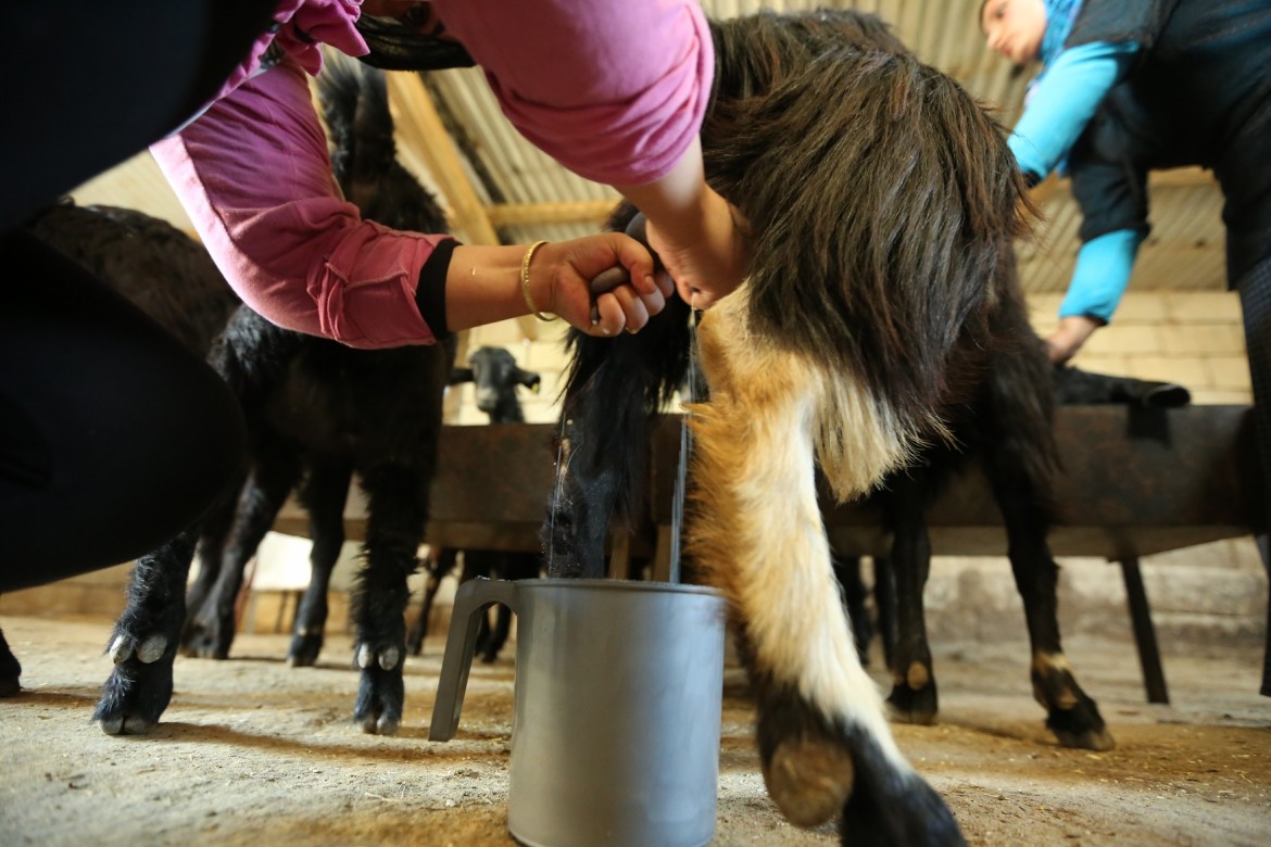 2015年7月，黎巴嫩，拉斯巴勒贝克。莉娜和妹妹在挤羊奶。