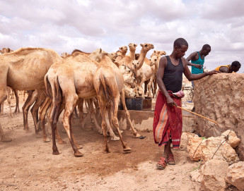 索马里：气候冲击改变传统游牧生活方式