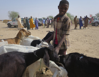 Niger : Bello Ousmane, un jeune berger qui veut sauver son bétail