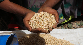 Éthiopie : le CICR fournit semences et aide financière aux agriculteurs