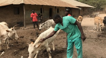 Nord-Guinea-Bissau: Die Gesundheit der Herde ist eine Frage des Überlebens