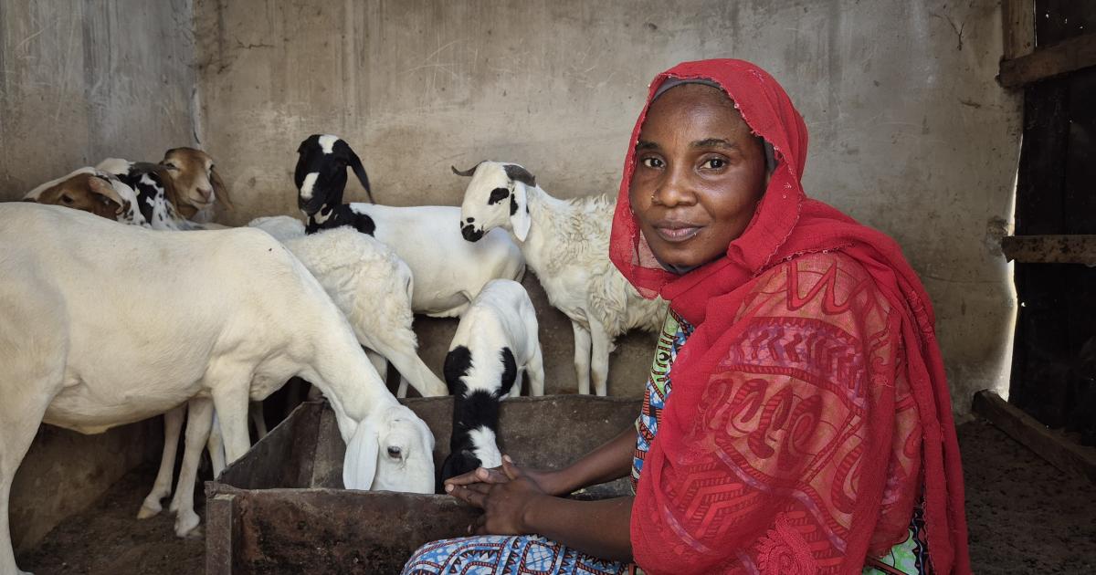 Rebuilding livelihoods for conflict-affected families in northeast Nigeria