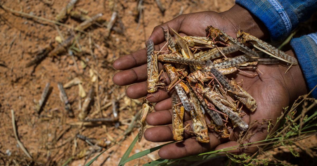 Farmers face a new locust outbreak ICRC