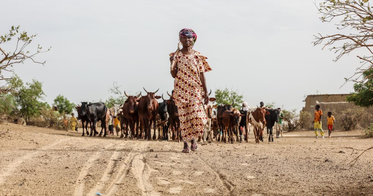 Cameroon: our action in 2023 | International Committee of the Red Cross