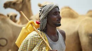 A farmer herding his cattle in Xaaro village