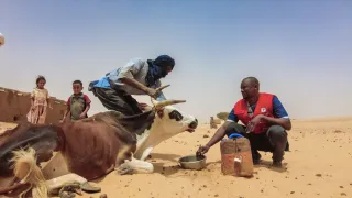 Mali, 2024. The ICRC  distributed livestock feed and wheat bran to herding households in the Taoudeni region massively affected by armed conflict and climate change.