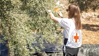 A member of the ICRC working with Palestinian farmers during a previous olive harvest season in the Sinjel village of the West Bank.