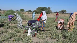 Photo des femmes dynamiques de Makary en pleine récolte. Franck Djigui/CICR