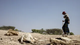 Somalia, Galmudug region, El Gule internally displaced people camp. Millions of people in Somalia continue to face the severe consequences of the drought. 