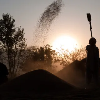 Province de Khyber Pakhtunkhwa, Pakistan. Agriculteurs pendant la récolte du riz. Photo : Didier Revol/CICR