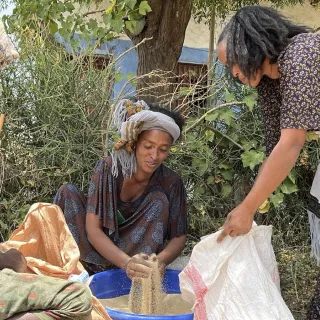 Tigray seed fertilizer distribution