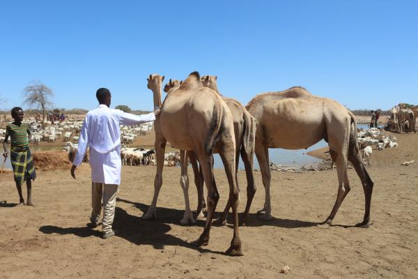 Livestock vaccination %20Somali%20Regional%20State Ethiopia%202024