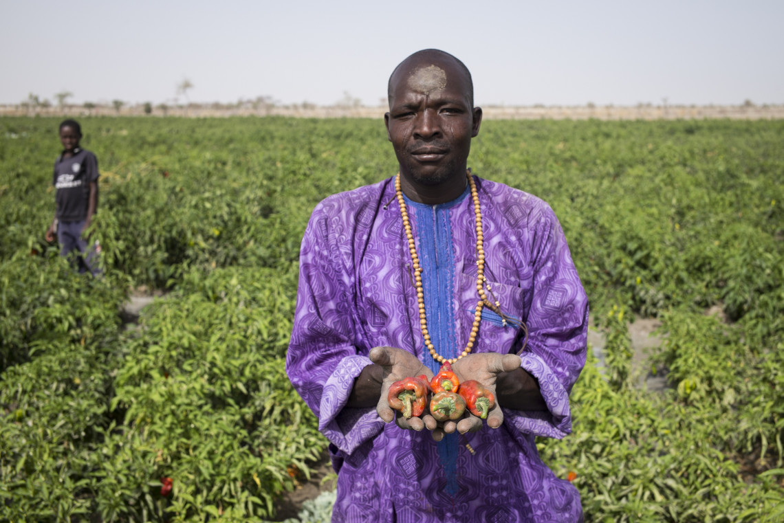 Niger: échantillon de poivrons cueillis. CICR