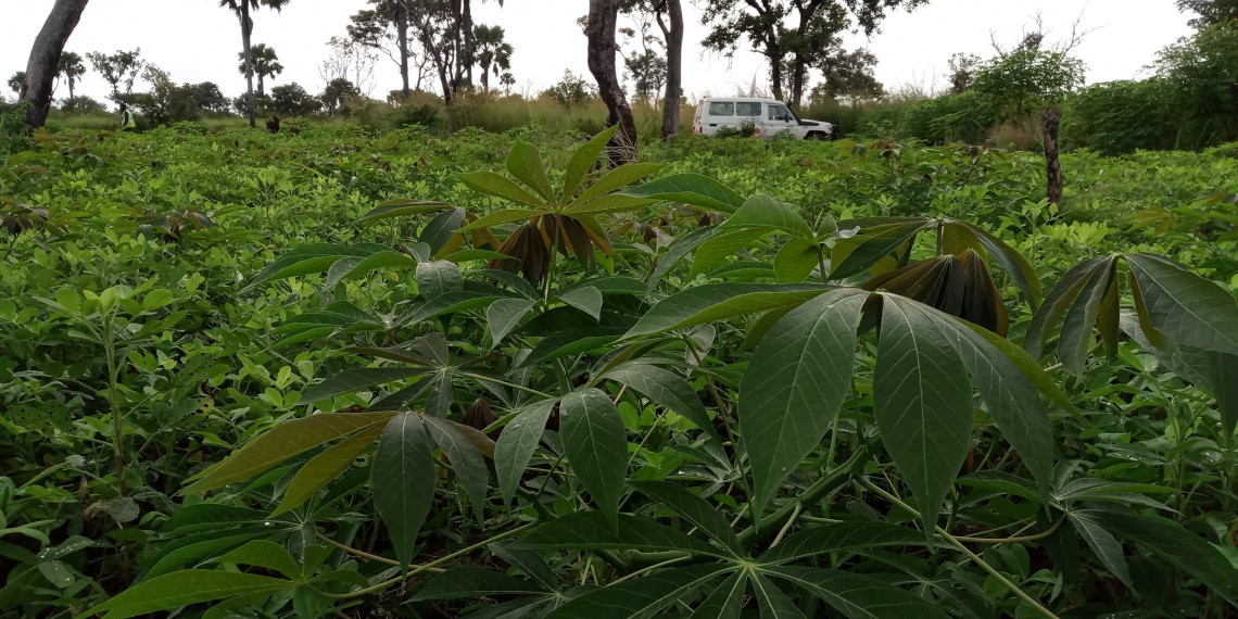 South Sudan: ICRC introduces disease-resistant cassava varieties to combat food shortage