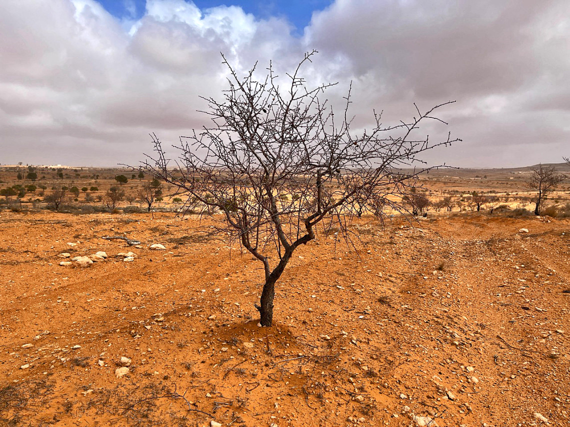Conflict has forced farmers to flee their farms in Libya and when they come back, they are faced with the extreme effects of climate change. 