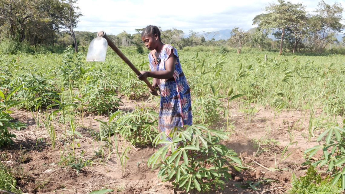 Village of Kilasi, province of Tanganyika. Safi Asani has received healthy cassava cuttings from the ICRC. She hopes the next harvest will be a good one.