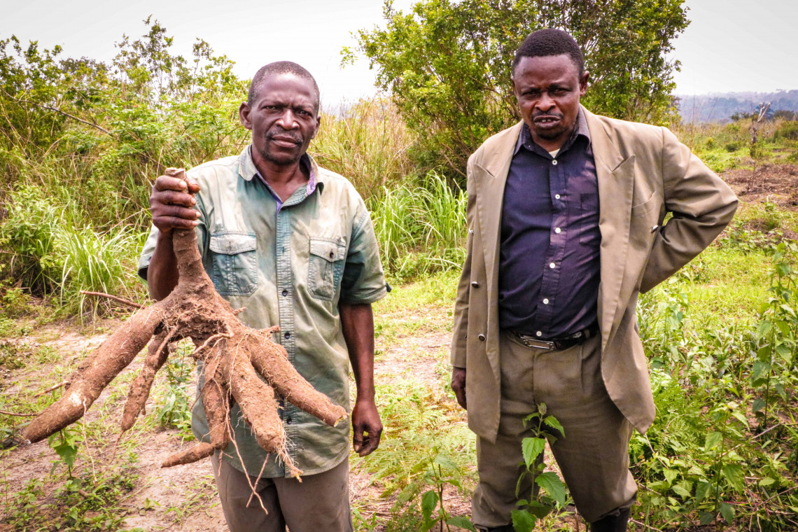 The first cassava harvest has proved successful.