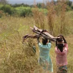Young girls are more vulnerable whenever they go into the bush to collect firewood.