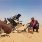 Mali, 2024. The ICRC  distributed livestock feed and wheat bran to herding households in the Taoudeni region massively affected by armed conflict and climate change.