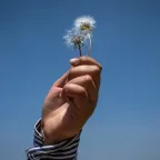 A hand holding flower