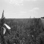 In Ukraine, white ribbons mark fields that are no longer safe, littered with explosive hazards.