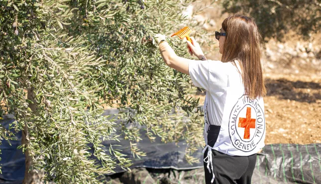 A member of the ICRC working with Palestinian farmers during a previous olive harvest season in the Sinjel village of the West Bank.