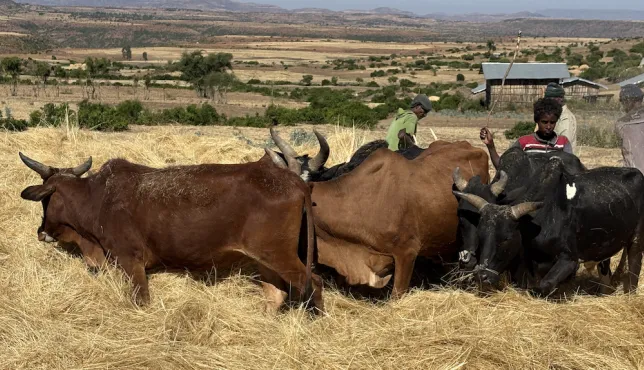 farmers harvesting teff with the help of their cattle.