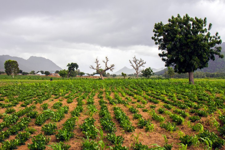 Maize begins to appear in the fields. The ICRC has supplied seed and fertilizer for returnee farmers affected by conflict in north-eastern Nigeria.