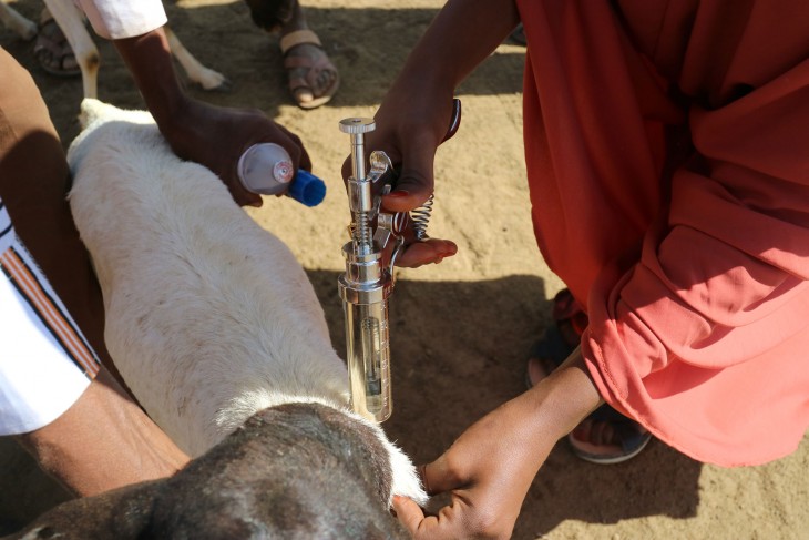 somalia-food-security-milk-camel-meat-vaccination